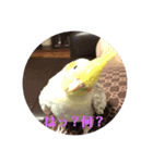 オカメインコのひとりごと（個別スタンプ：4）