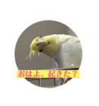 オカメインコのひとりごと（個別スタンプ：6）