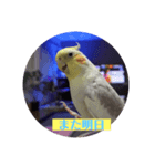 オカメインコのひとりごと（個別スタンプ：8）