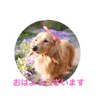 ミニチュアダックスの、はなちゃんです。（個別スタンプ：2）