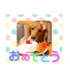 ミニチュアダックスの、はなちゃんです。（個別スタンプ：5）