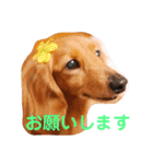 ミニチュアダックスの、はなちゃんです。（個別スタンプ：9）