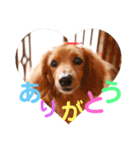 ミニチュアダックスの、はなちゃんです。（個別スタンプ：12）