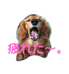 ミニチュアダックスの、はなちゃんです。（個別スタンプ：14）