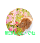 ミニチュアダックスの、はなちゃんです。（個別スタンプ：16）