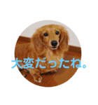ミニチュアダックスの、はなちゃんです。（個別スタンプ：19）