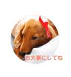 ミニチュアダックスの、はなちゃんです。（個別スタンプ：21）
