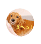 ミニチュアダックスの、はなちゃんです。（個別スタンプ：23）
