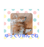 ミニチュアダックスの、はなちゃんです。（個別スタンプ：25）