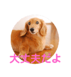 ミニチュアダックスの、はなちゃんです。（個別スタンプ：27）