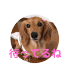ミニチュアダックスの、はなちゃんです。（個別スタンプ：31）
