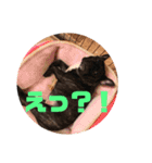 小次郎＆花（個別スタンプ：13）