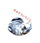 猫日常スタンプ（個別スタンプ：1）