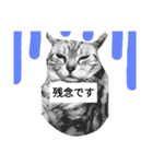 猫日常スタンプ（個別スタンプ：3）