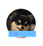 チワワ 日常編（個別スタンプ：2）