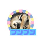 チワワ 日常編（個別スタンプ：3）