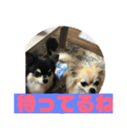 チワワ 日常編（個別スタンプ：8）