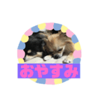 チワワ 日常編（個別スタンプ：9）