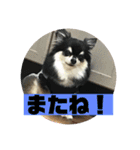 チワワ 日常編（個別スタンプ：11）