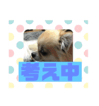 チワワ 日常編（個別スタンプ：13）