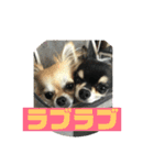チワワ 日常編（個別スタンプ：16）