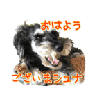 シュミでシュナ（個別スタンプ：1）