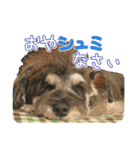 シュミでシュナ（個別スタンプ：4）