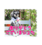 シュミでシュナ（個別スタンプ：5）