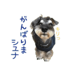 シュミでシュナ（個別スタンプ：23）