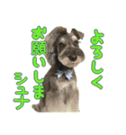 シュミでシュナ（個別スタンプ：32）