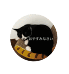 ルナとクロエの猫スタンプ2（個別スタンプ：2）