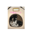 ルナとクロエの猫スタンプ2（個別スタンプ：4）