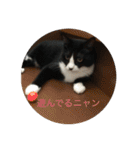ルナとクロエの猫スタンプ2（個別スタンプ：5）