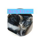 ルナとクロエの猫スタンプ2（個別スタンプ：8）