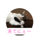 ルナとクロエの猫スタンプ2（個別スタンプ：9）