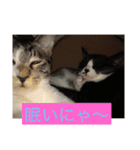 ルナとクロエの猫スタンプ2（個別スタンプ：11）