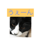 ルナとクロエの猫スタンプ2（個別スタンプ：12）