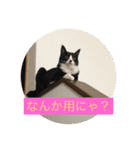 ルナとクロエの猫スタンプ2（個別スタンプ：13）