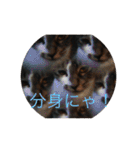 ルナとクロエの猫スタンプ2（個別スタンプ：14）