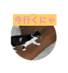 ルナとクロエの猫スタンプ2（個別スタンプ：16）