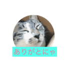 ルナとクロエの猫スタンプ2（個別スタンプ：17）