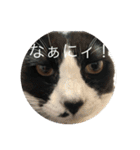 ルナとクロエの猫スタンプ2（個別スタンプ：19）