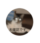 ルナとクロエの猫スタンプ2（個別スタンプ：22）