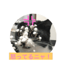 ルナとクロエの猫スタンプ2（個別スタンプ：24）