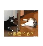 ルナとクロエの猫スタンプ2（個別スタンプ：25）