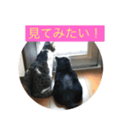 ルナとクロエの猫スタンプ2（個別スタンプ：26）