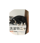 ルナとクロエの猫スタンプ2（個別スタンプ：27）