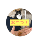 ルナとクロエの猫スタンプ2（個別スタンプ：28）