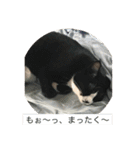 ルナとクロエの猫スタンプ2（個別スタンプ：29）