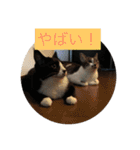 ルナとクロエの猫スタンプ2（個別スタンプ：31）